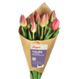 Longo's Tulips, Multi Coloured